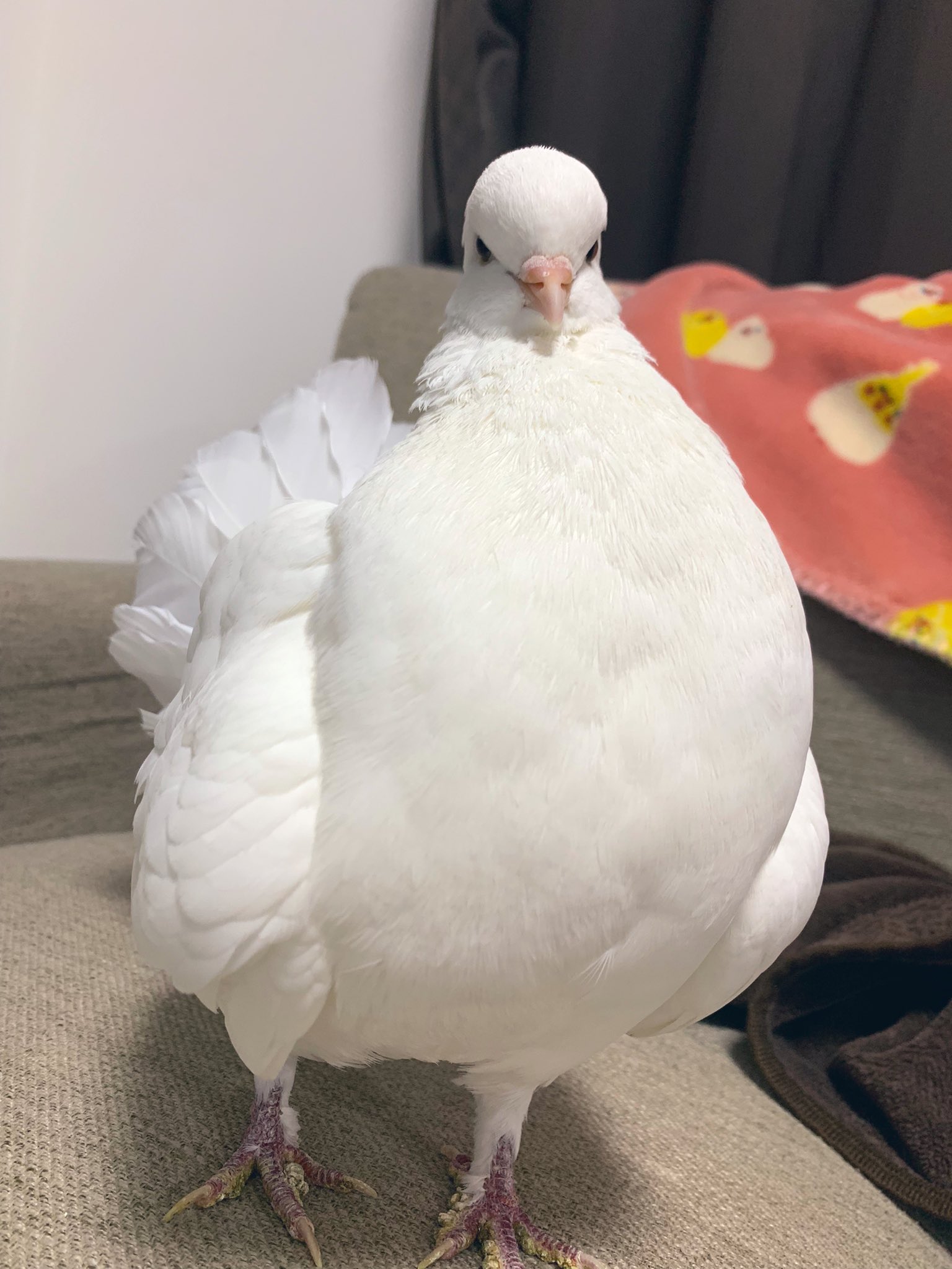 Mdp まいさん おはぽ ねぇ 朝からコスッてご満悦な鳩です 誇らしげな鳩胸 鳩可愛いよ鳩 鳩は天使 デッカイ鳩 ばいんばいん 鳩 クジャクバト らむちゃん T Co 2b1rf2o24p Twitter