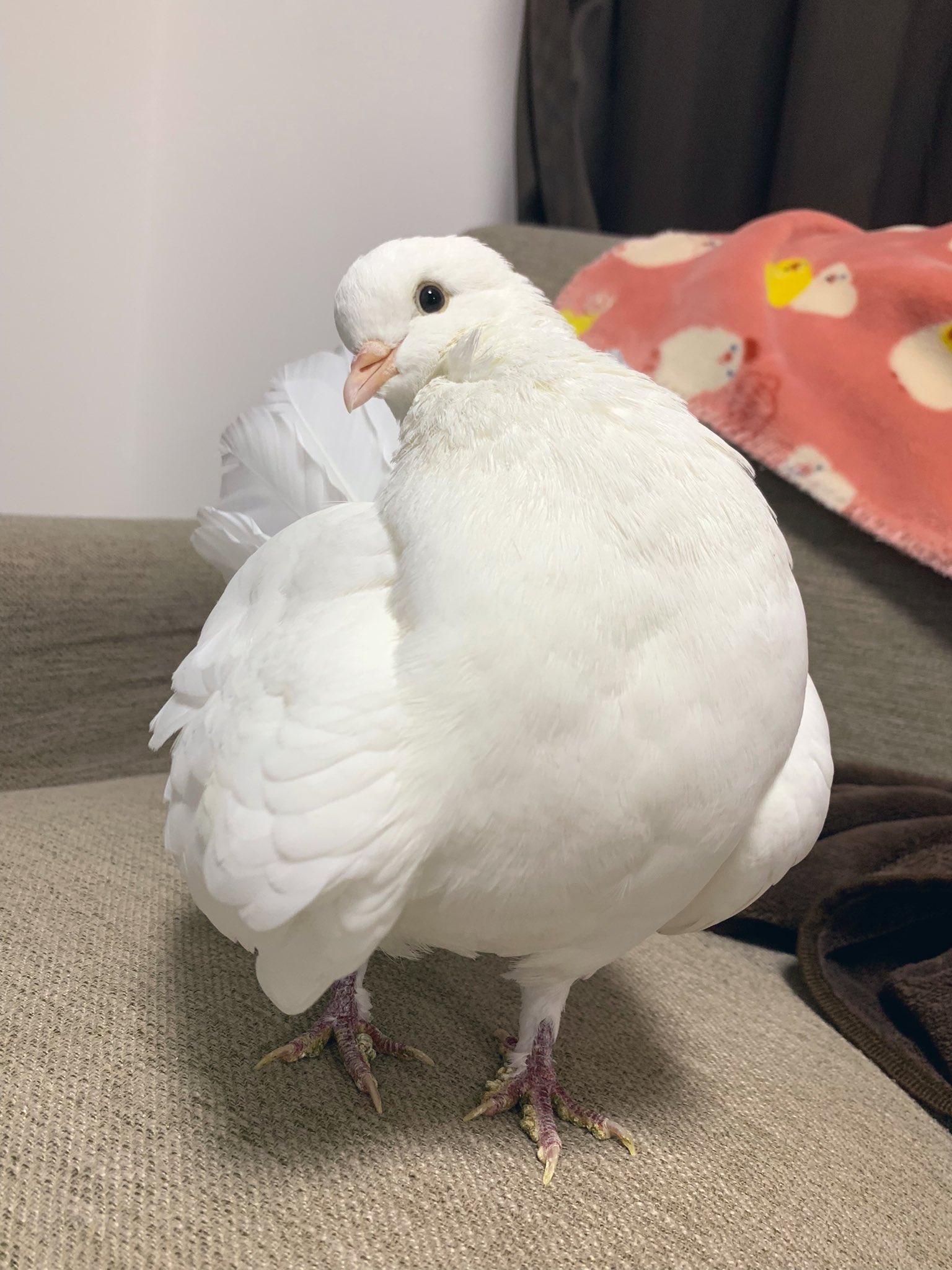 Mdp まいさん おはぽ ねぇ 朝からコスッてご満悦な鳩です 誇らしげな鳩胸 鳩可愛いよ鳩 鳩は天使 デッカイ鳩 ばいんばいん 鳩 クジャクバト らむちゃん T Co 2b1rf2o24p Twitter