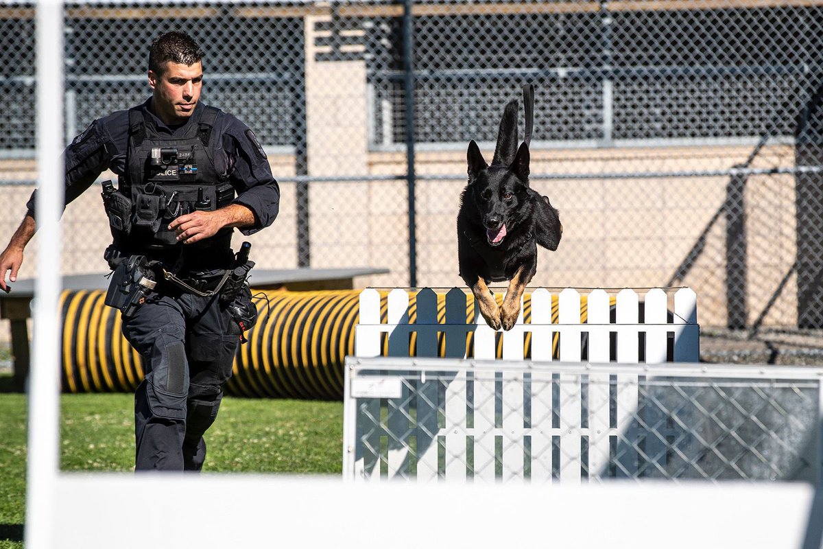 VPDCanine's tweet image. Jumping into the weekend like…
PSD Gibbs 🐕 
#teamworkmakesthedreamwork