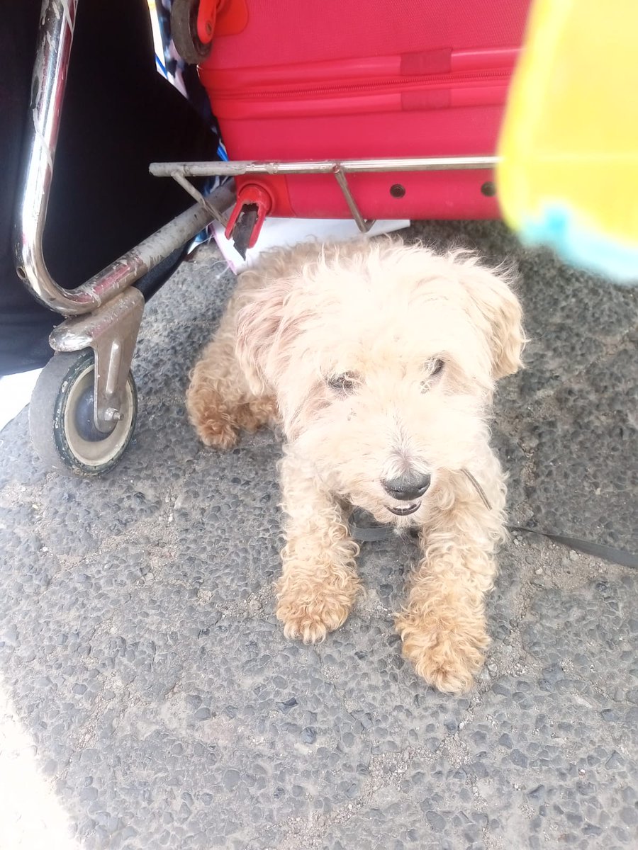 Pantufla tweet media