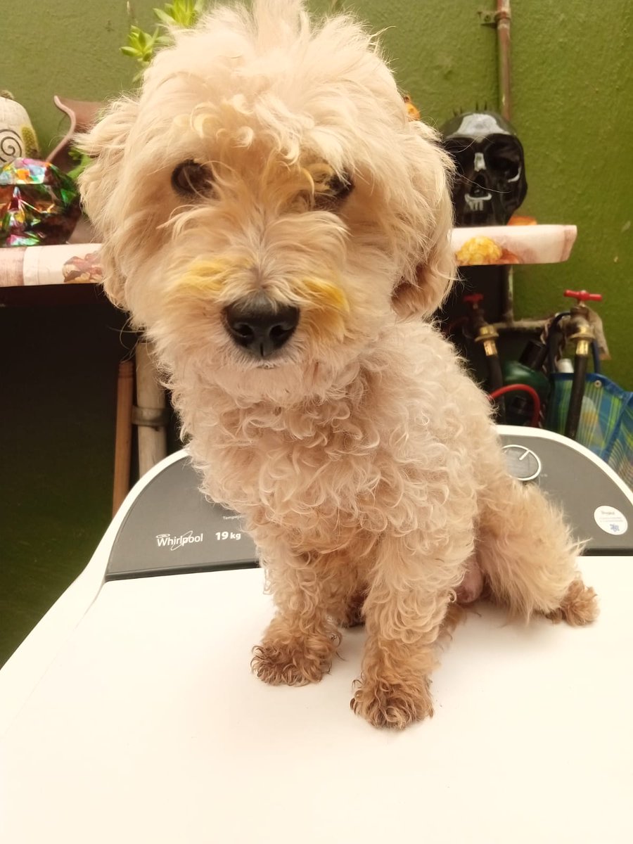 Pantufla tweet media