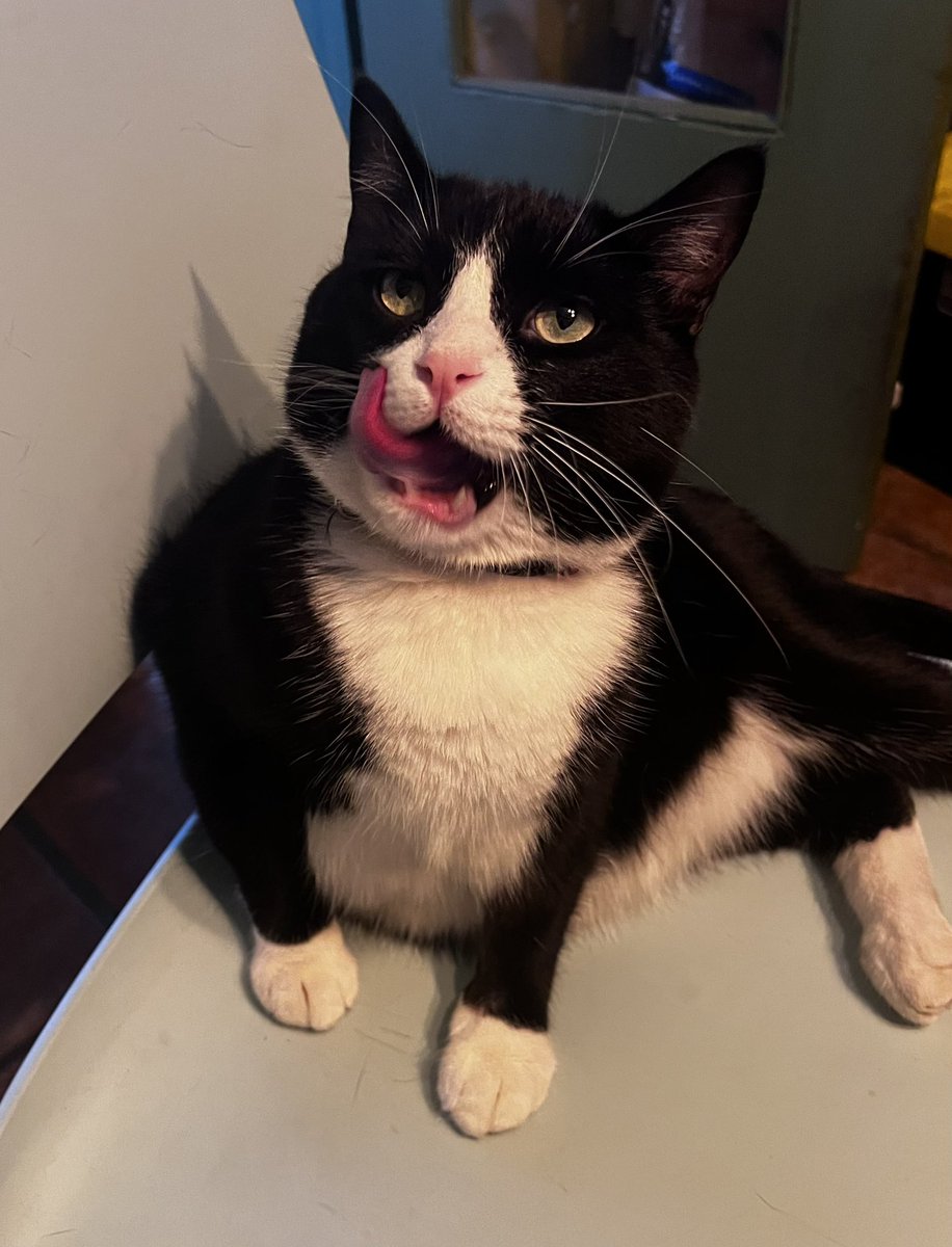 I just love this little beached hunky kitten so much.