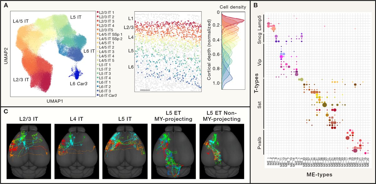 I am pleased to share with you my review about cell types, published in @CellCellPress yesterday. 1/ What is a cell type and how to define it? cell.com/cell/fulltext/…