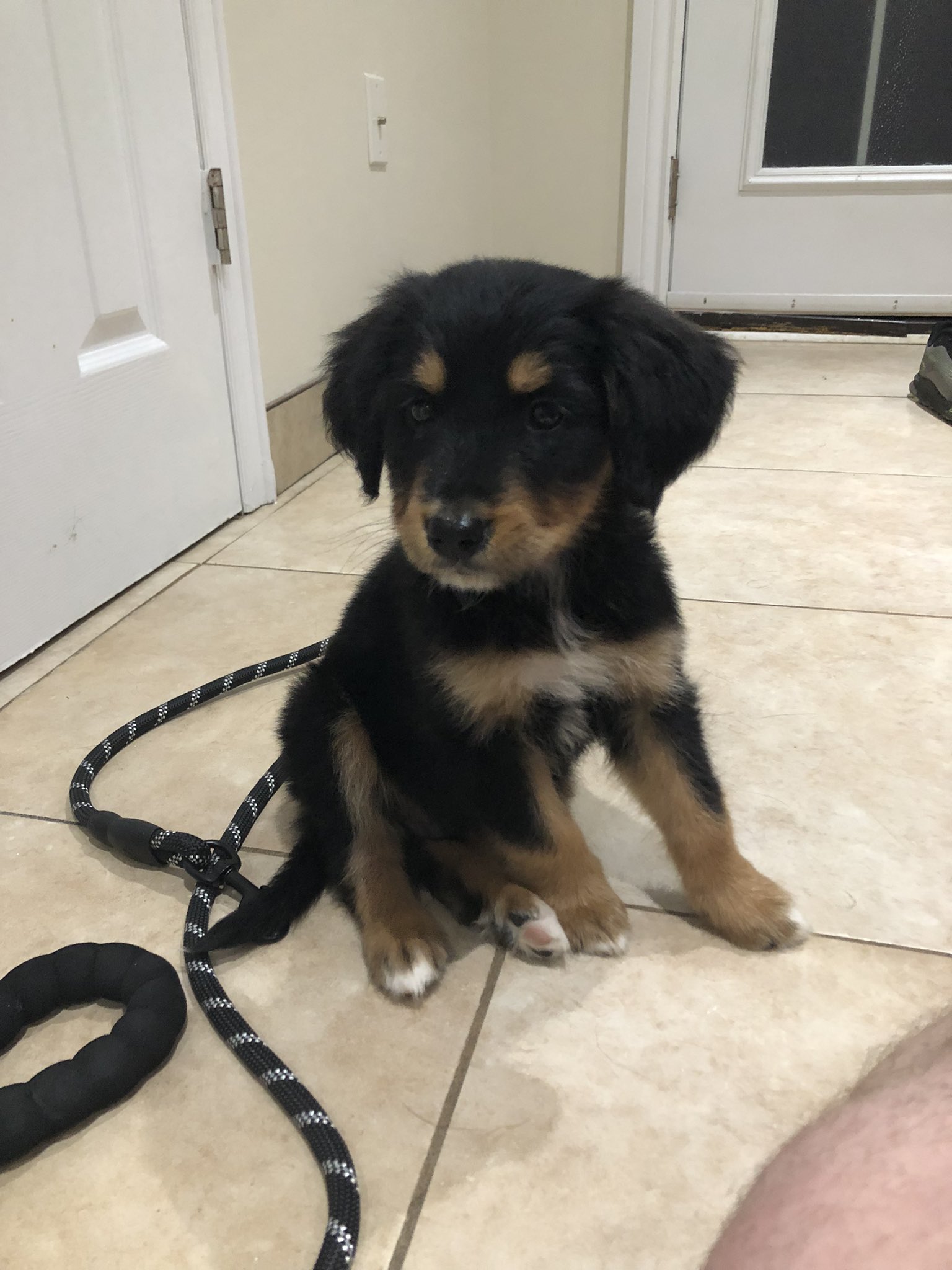 Bernese mountain and golden retriever cheap mix