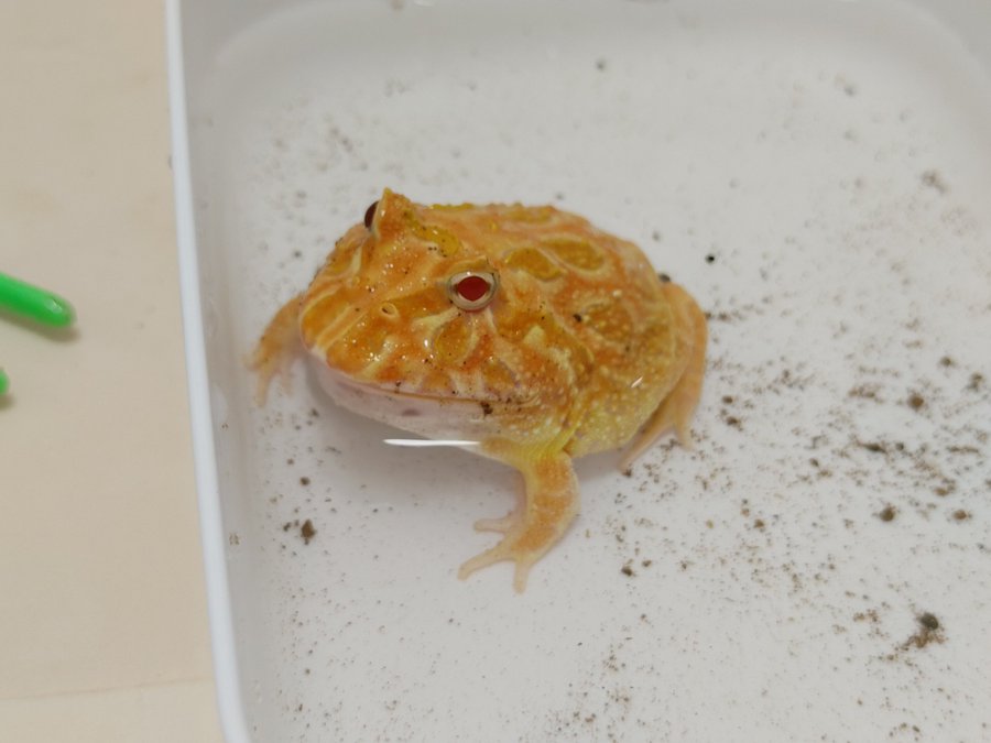 ツノガエルの鳴き声や大きさとは その特徴や種類などを紹介 両生類の種類について知りたいならあにまろ る