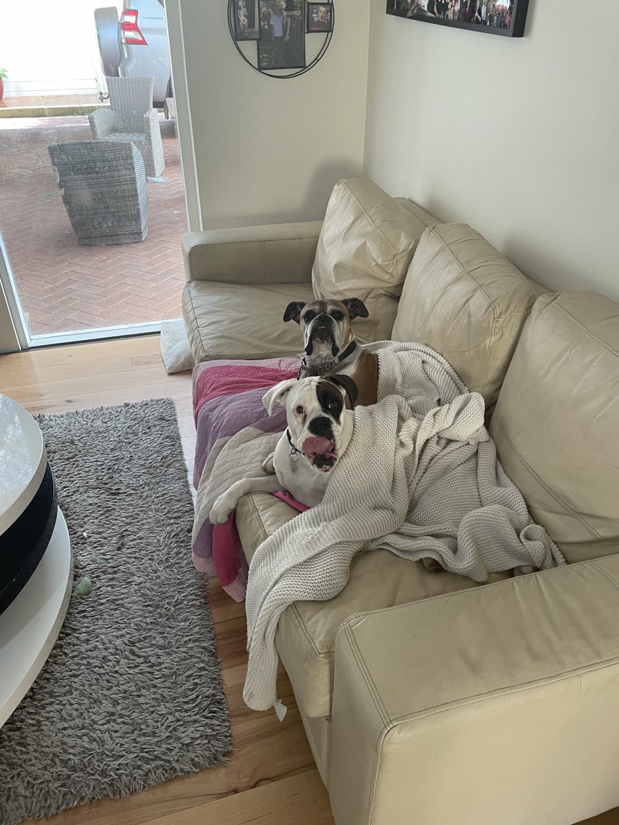 mully1968's tweet image. Tongues out for the weekend 🐶