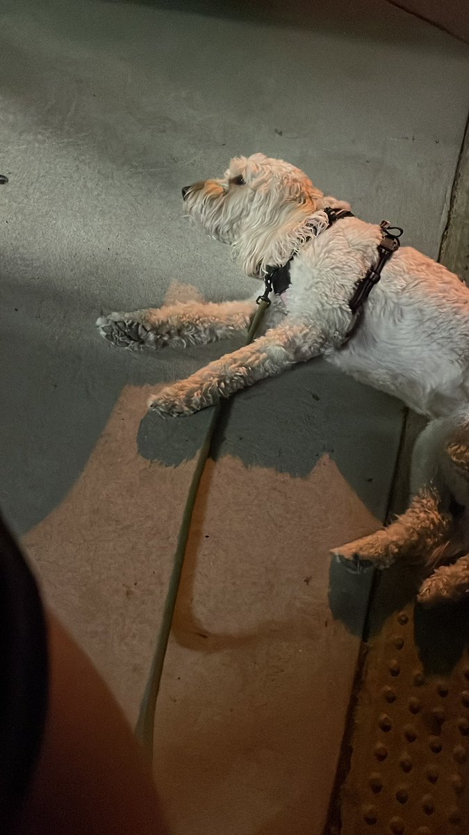 thetoolman291's tweet photo. Brewery dog @PHouseBeer https://t.co/sjYmW6j9tG
