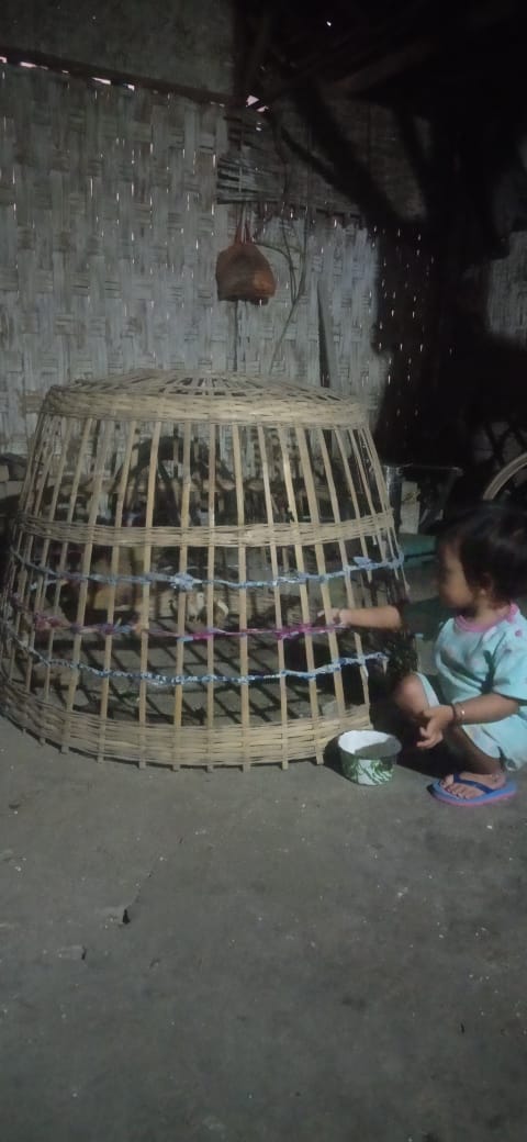 jiewoo's tweet image. Ayam me Di pangani 😅