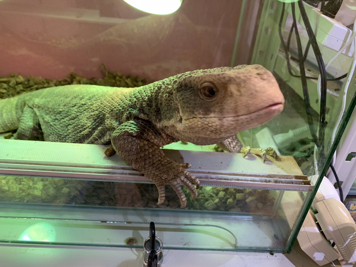 HachuMelt's tweet photo. 天神にある小さな動物園
はちゅメルト🦎

オープンしております✨
まったりゆったりと爬虫類、フクロウ、ショウガラゴがお出迎え❣️

是非ご来館お待ちしております🦎 https://t.co/TkBxKAhBdV