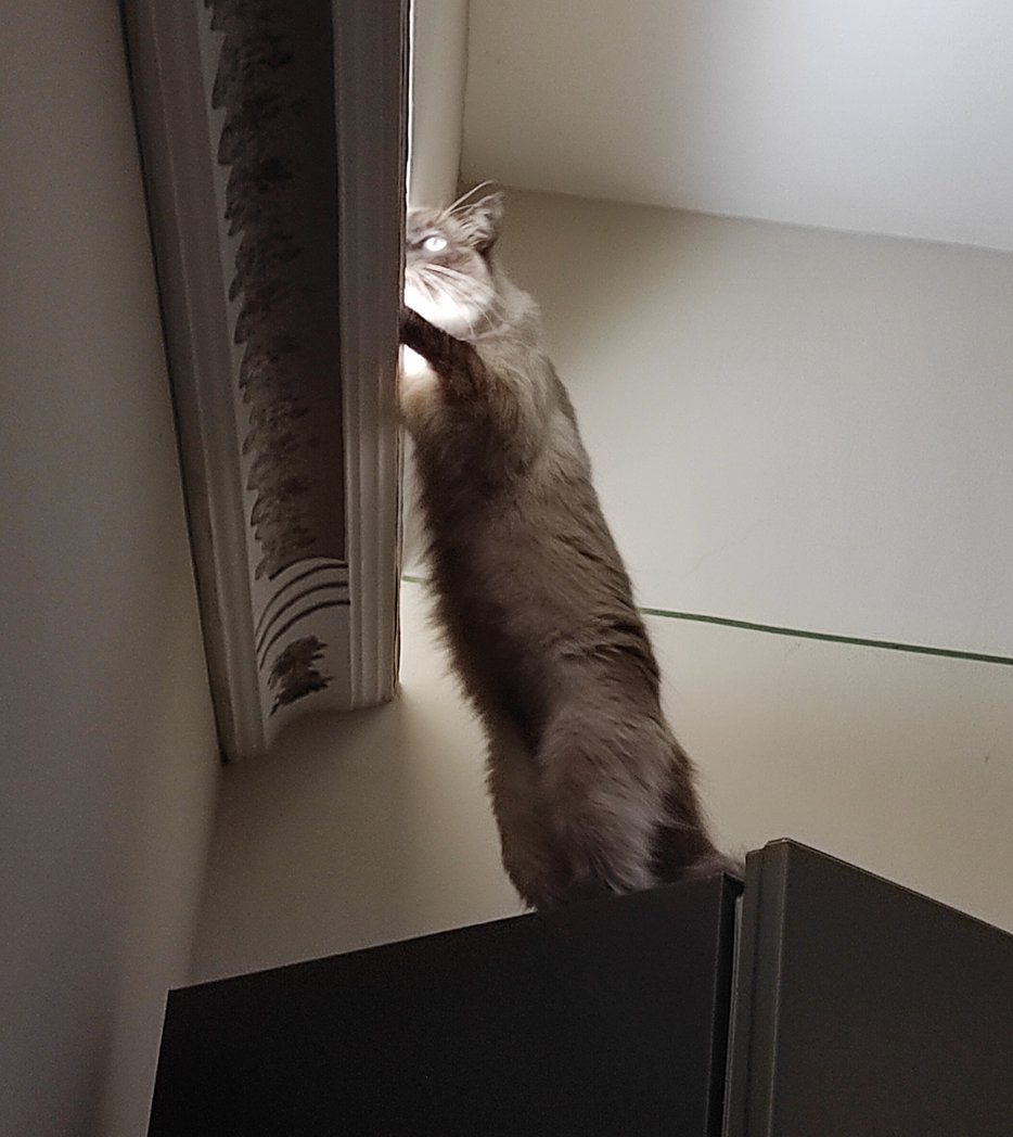 DraSturba's tweet photo. El gato electricista si existe xD Mimi hace unas cosas... https://t.co/in8Ye0CkKQ