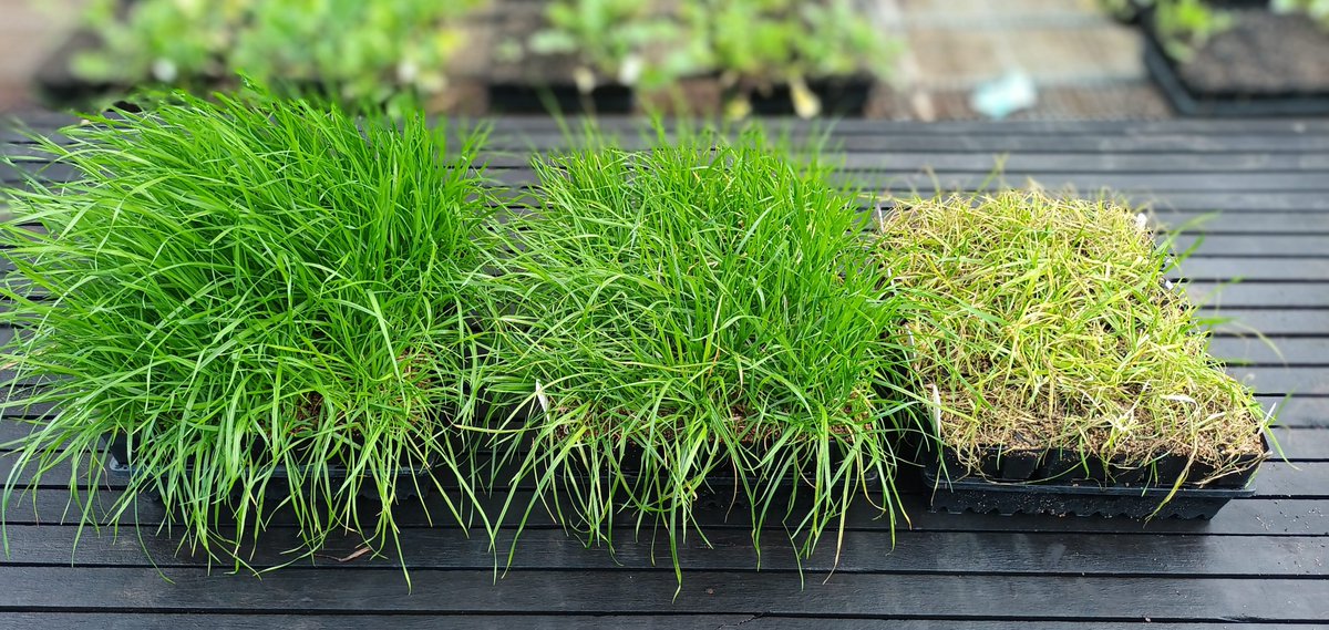 On a pretty rainy day in Perth, Saturday arvo pots inspection.
From left to right: Untreated (left), Sakura 100g ai + Brodal 66g ai (middle), Mateno Complete 1L (right).  Applied post-emergence to 1 tiller ARG 4 weeks ago.