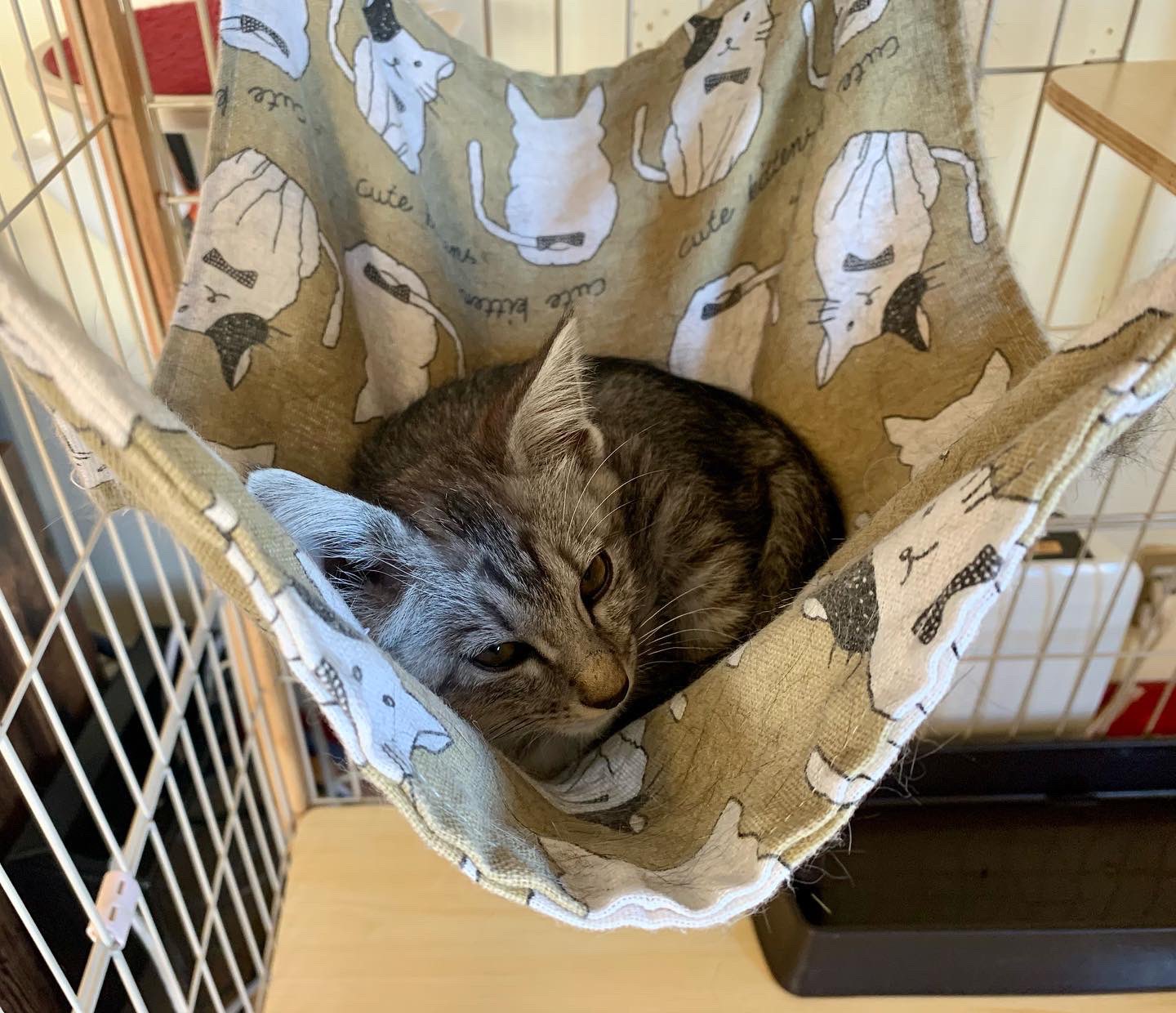 保護猫カフェ 猫婆 はじめてハンモックを使ってくれました 保護猫 保護猫カフェ 里親募集中 里親募集 三重 猫 家族 保護猫カフェ猫婆 猫婆 三重県 スタッフ紹介 Cats Cat Pet Family T Co Pquhtzldlp Twitter