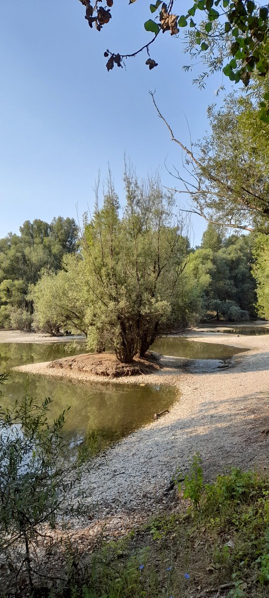 IPeut's tweet image. Bundek, jutros, bez povjetarca, vlaga u zraku, miris ustajale preostale vode. Vruće, u očekivanju  najvrućeg dana.