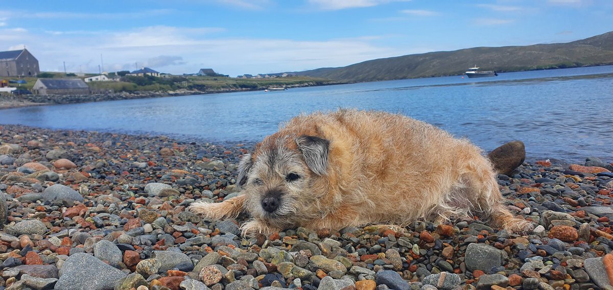Day 2 - Part 2. What else are you going to do when the weather's this good... ⛱  

Fun at St Magnus bay

<a href="/PromoteShetland/">Promote Shetland</a> #Shetland #VisitScotland