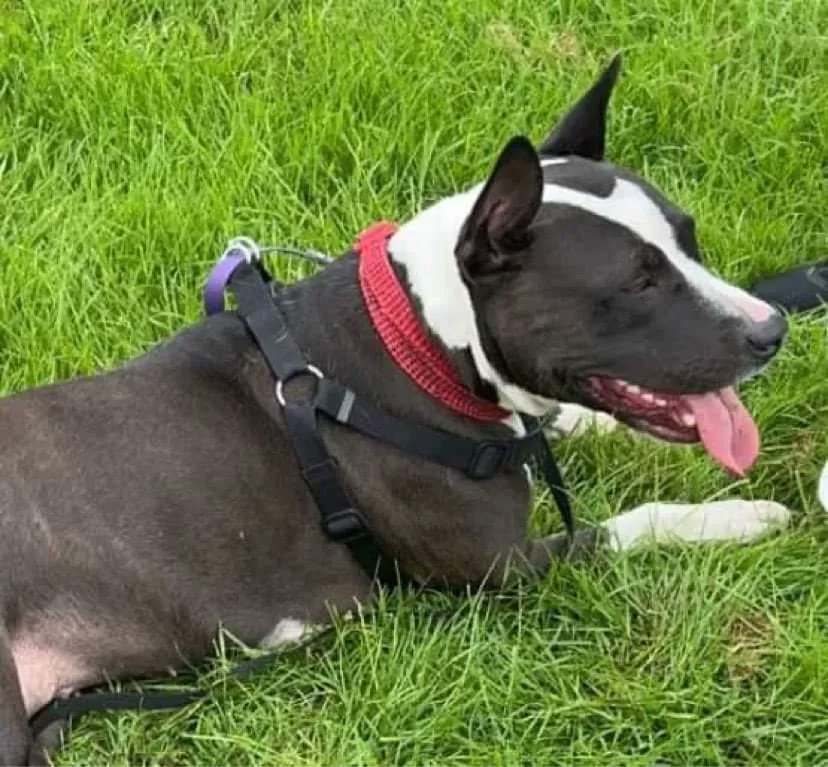 Please RT and help Roc find a furever home - all details here
findingfureverhomes.org.uk/dogs/roc/
