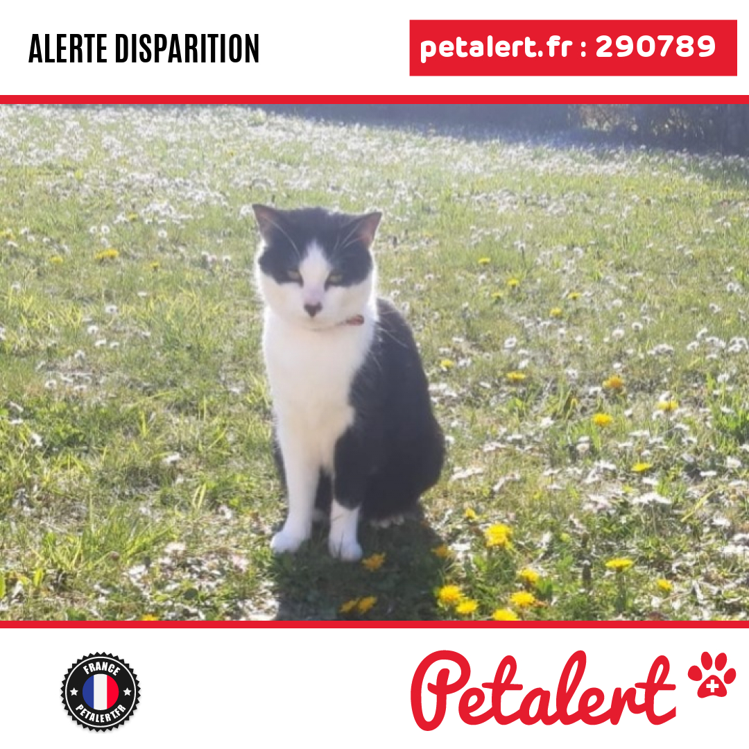 Disparu #Chat #SeineEtMarne #VauxLePenil #Petalert #PetAlert77 / p3t.co/Mcjks