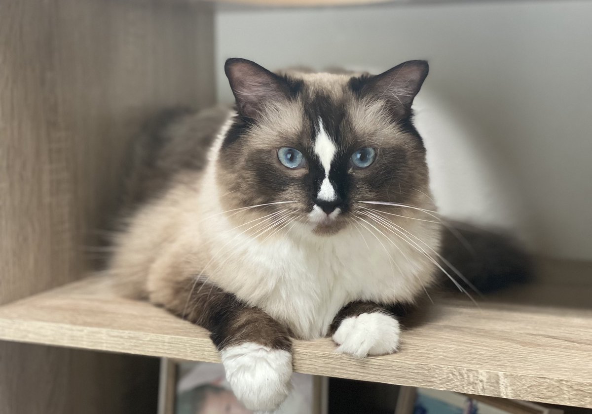 Hello!!

#おすましマフ　#ラグドール　#ねこ
#猫好きさんと繋がりたい  #catlover 
#猫のいる暮らし  #猫のいる幸せ  #cat