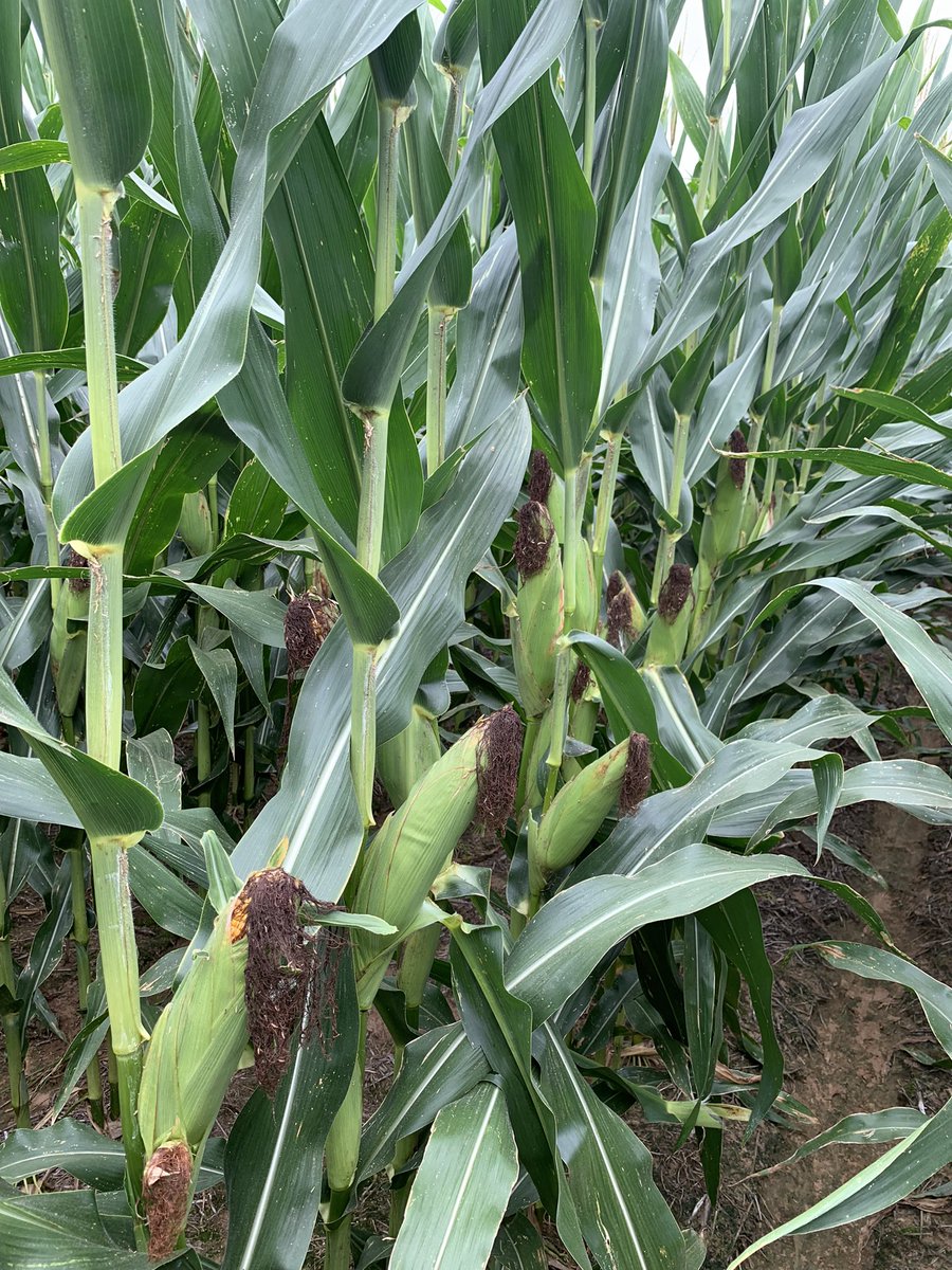 LUIS VERRI (@luisverri) on Twitter photo El miércoles pasado estuvimos en Arkansas recorriendo cultivos bajo riego (maíz, soja, algodón y arroz) junto a <a href="/chalaoliverio/">Joaquin Oliverio</a>. Muchas gracias Joaquín por tu predisposición y todo lo compartido. <a href="/AlejandroPivot1/">Alejandro Pivotto</a> <a href="/wsaharrea/">Walter Saharrea</a> El miércoles pasado estuvimos en Arkansas recorriendo cultivos bajo riego (maíz, soja, algodón y arroz) junto a <a href="/chalaoliverio/">Joaquin Oliverio</a>. Muchas gracias Joaquín por tu predisposición y todo lo compartido. <a href="/AlejandroPivot1/">Alejandro Pivotto</a> <a href="/wsaharrea/">Walter Saharrea</a>