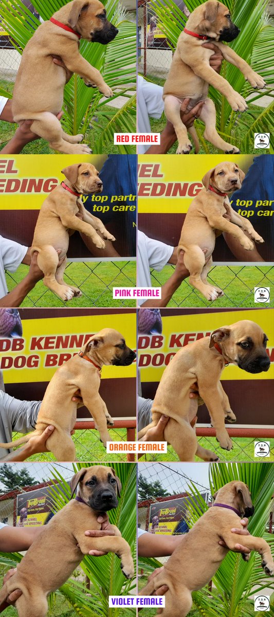 zdbkennel's tweet image. ZDB KENNEL and DOG BREEDING
Female Boerboel

Contact us at 0995 518 4254

#zdbkennel 
#raredogs 
#largebreeddogs 
#boerboel