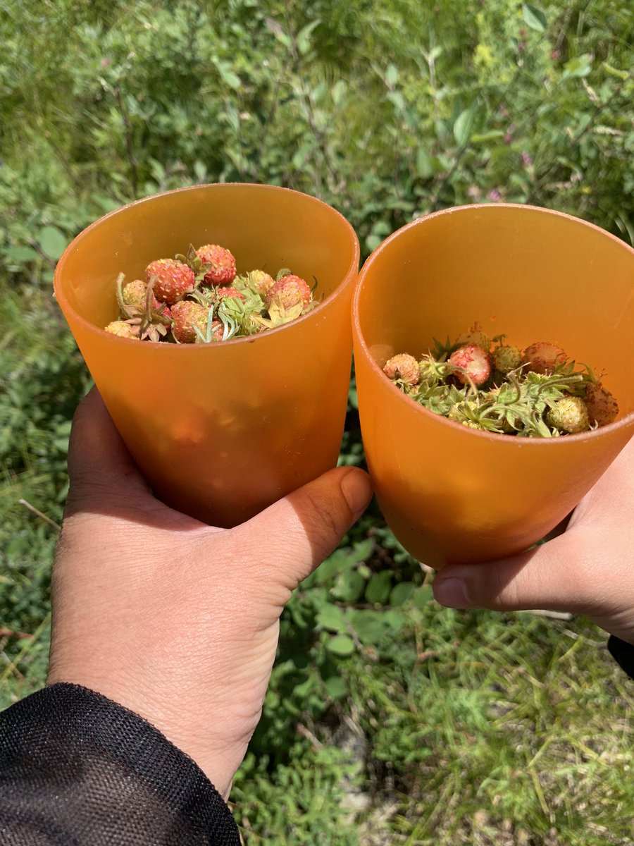 Манай арын ой 20 минут. Түүлээ түүлээ