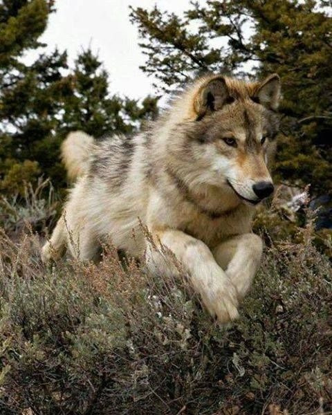 HourlyWolves presents: