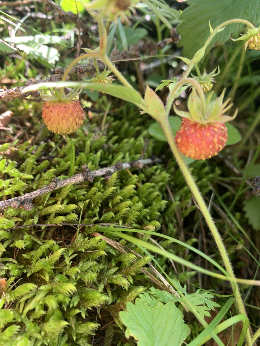 Зуслангийн уулын оройгоор 20 минут ороод зөндөө байна даа. Хүмсүүд дандаа уулын хормойгоос түүдэг. Би нь дандаа уулын оройгоос 😍