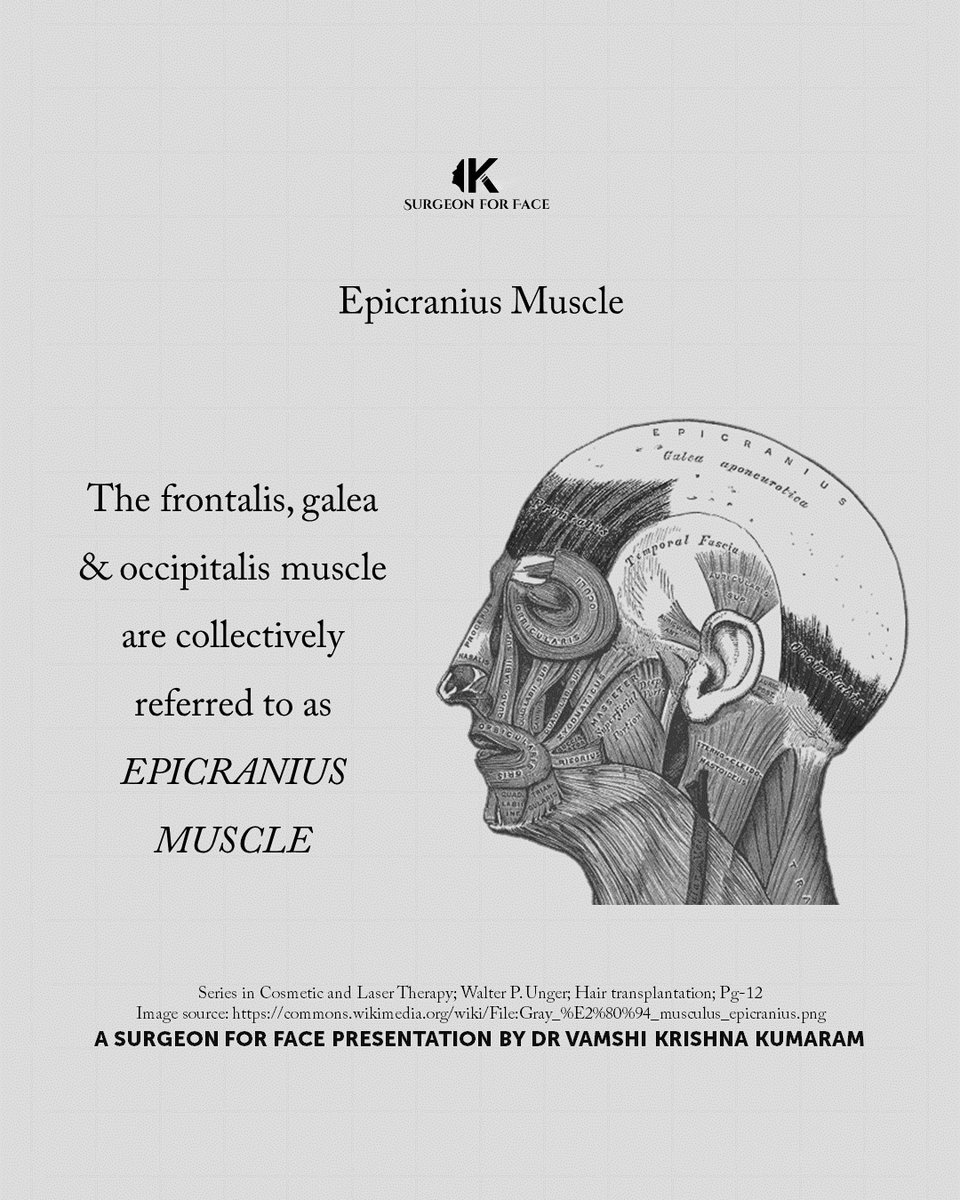 SurgeonforFace's tweet photo. The EPICRANIUS muscle
#epicraniusmuscle #frontalis #occipitalis
#surgeonforfaceknowledge #surgeonforface #vamshikumaram
@VamshiKumaram @aomsiOfficial @aomsitnp @prsjournal @PRSGlobalOpen @waocs_org @AACS_News @IAOMS @aaoms @BAOMSOfficial @EAFPS @EAFPSLondon @AACS_News https://t.co/gBaoeF1NvN