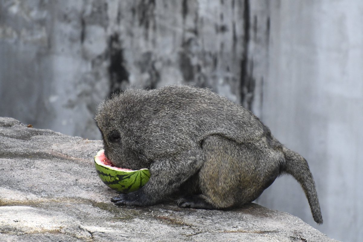 本日は大暑にちなんだイベント 動物への暑中お見舞い を開催しました ヒヒ山のアヌビスヒヒたちに 新鮮な夏野菜とスイカをプレゼ 22 07 23 安佐北区の動植物園 水族館 広島市安佐動物公園 まいにちを豊かに りっち