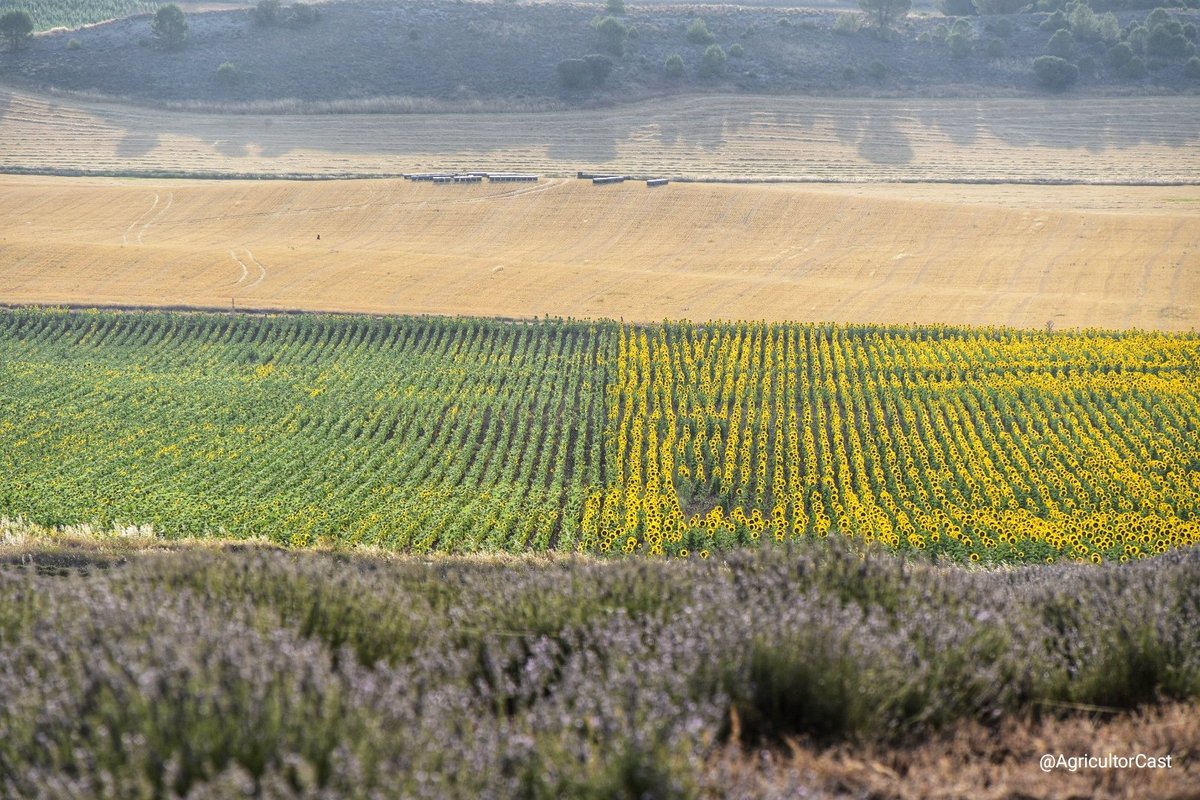 AgricultorCast's tweet photo. Buenos días. https://t.co/T7kOAWbeXw