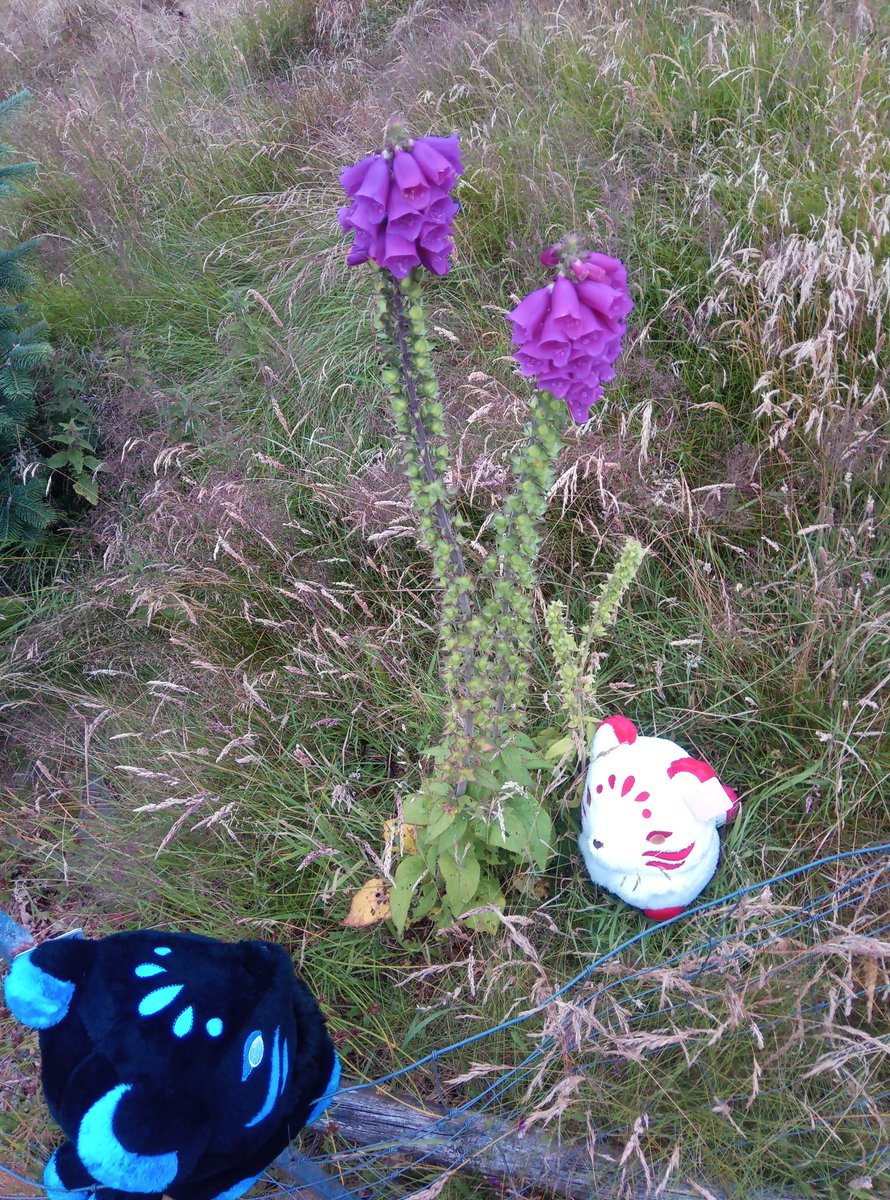 Flitterkriz's tweet image. #Plushys from @fluffnest had some fun taking photos! (More if them on my insta) here we have #murphy #tsuki #kichi #puffpals #fluffnest can&apos;t wait for the #videogame #puffpalsislandskies