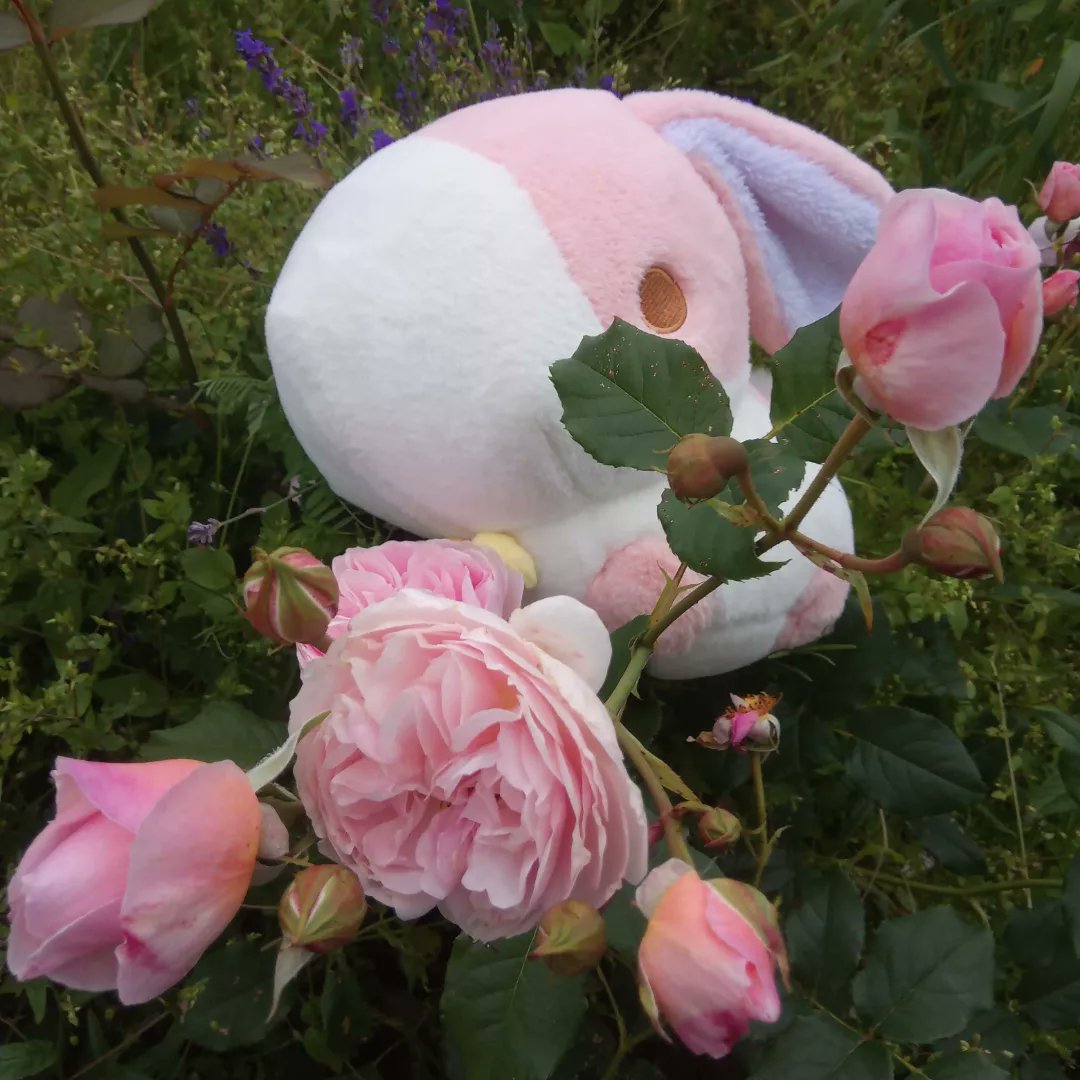 Flitterkriz's tweet image. #Plushys from @fluffnest had some fun taking photos! (More if them on my insta) here we have #murphy #tsuki #kichi #puffpals #fluffnest can&apos;t wait for the #videogame #puffpalsislandskies