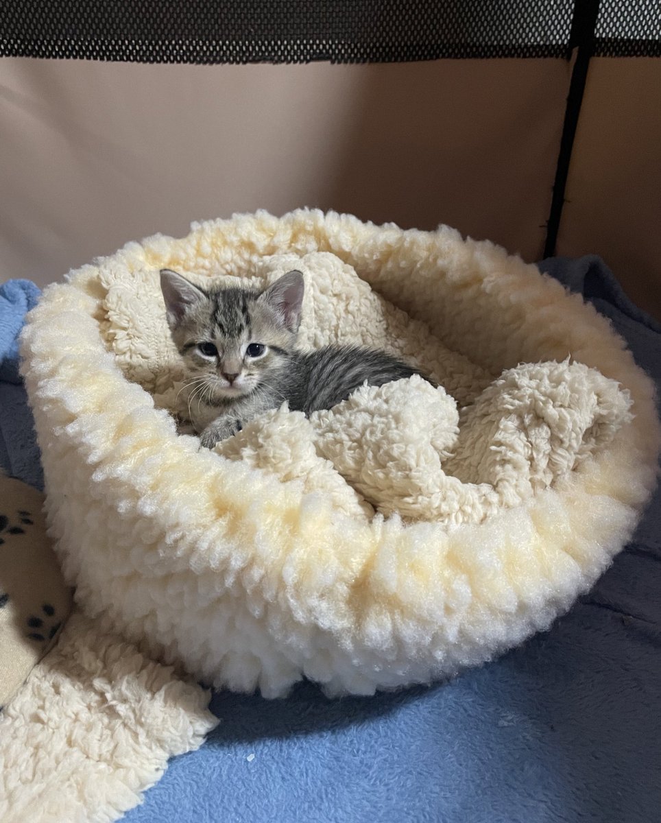 feederofcats tweet picture