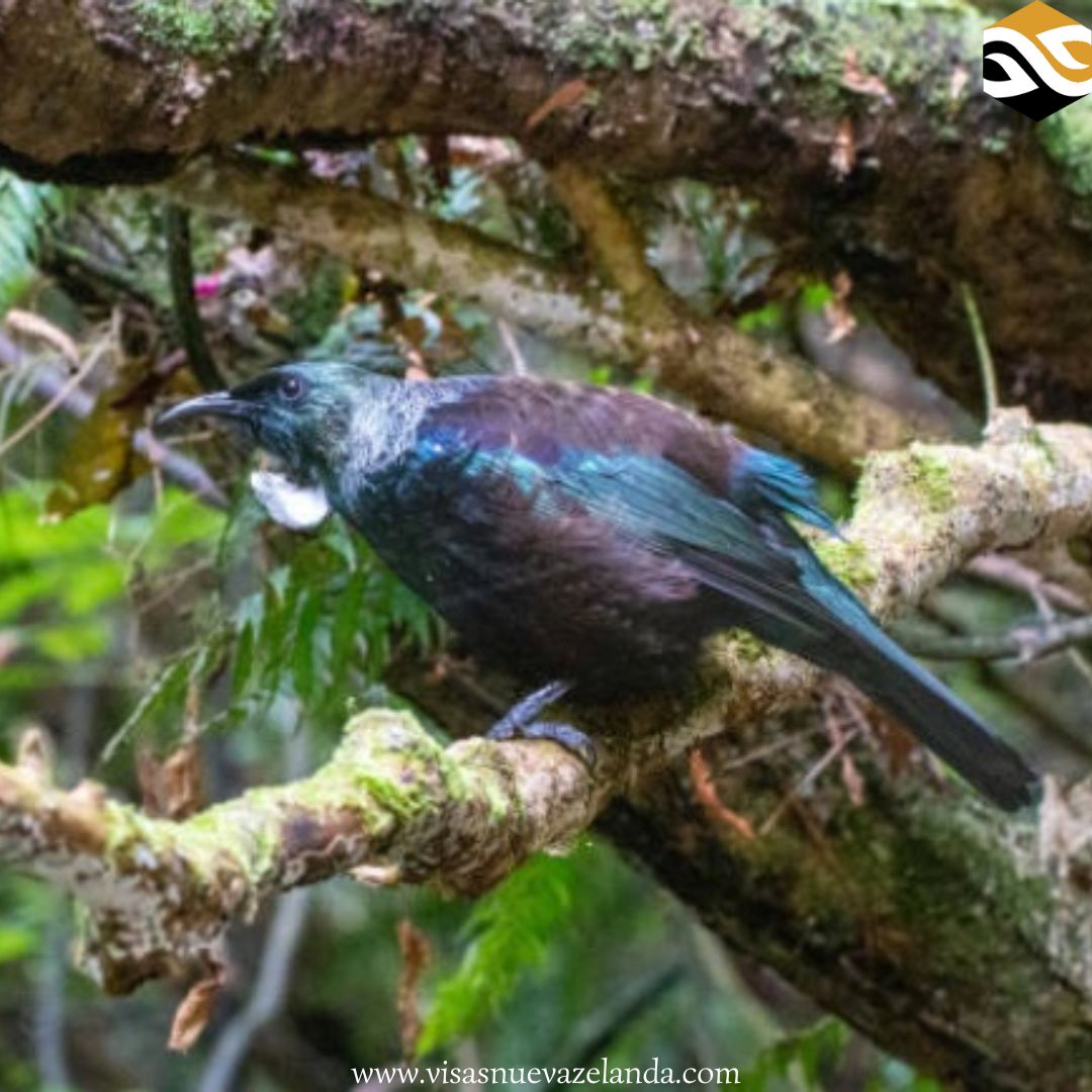 VisasNz's tweet image. ZEALANDIA es un santuario ecológico en Wellington, Nueva Zelanda🇳🇿 que hospeda más de 40 especies nativas. 
Podrás observar la vida silvestre como los kākāriki y takahē. También es posible ver reptiles prehistóricos como el tuatara, además de reservar un tour nocturno.