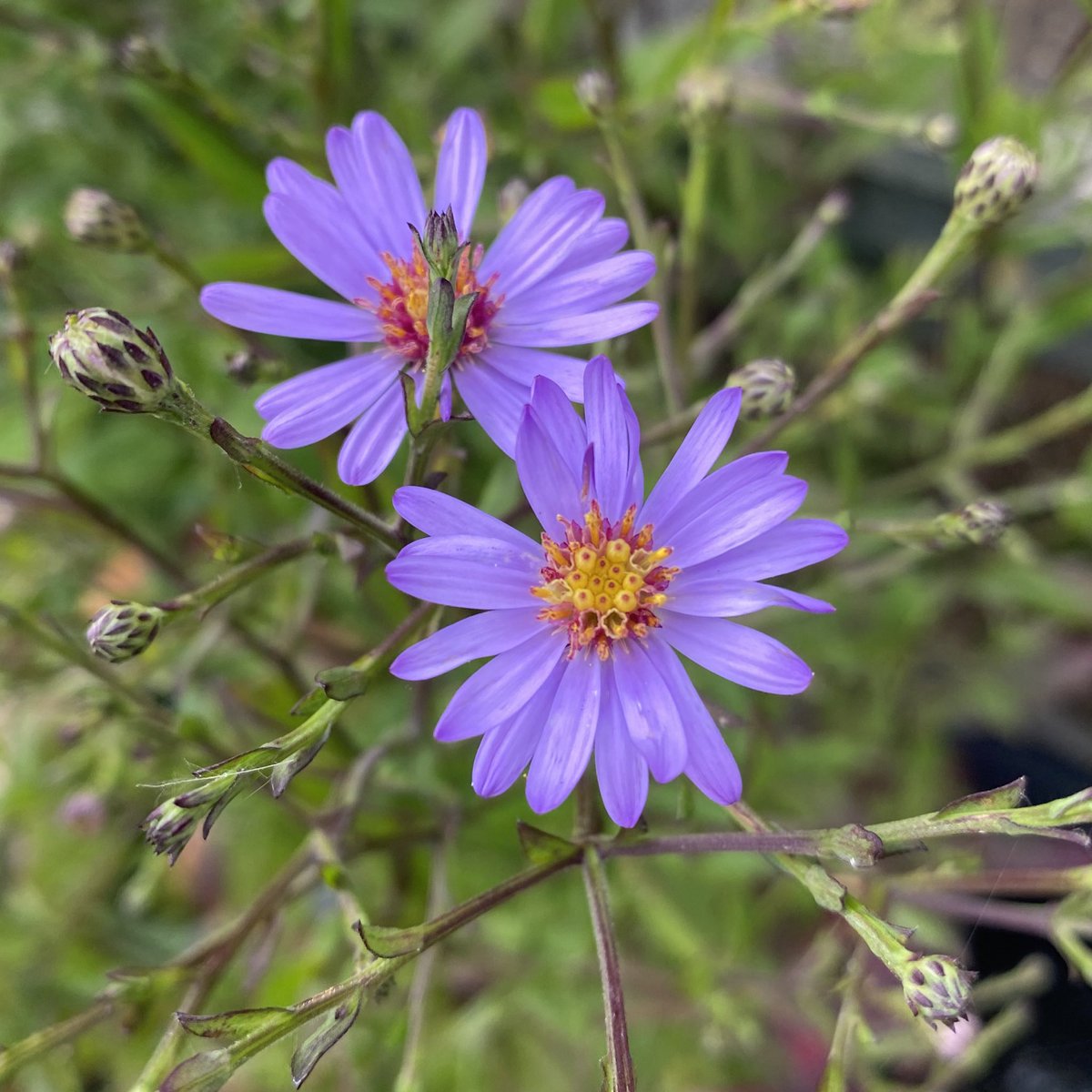 IrisesSeagate's tweet photo. Aster ‘Nightshade’ starting to come through now, the heat has pushed a few things on this season I think! #aster #nightshade #earlyflowers #autumnflowers #purpleflowers #asterflower #peatfree #plantsforsale https://t.co/dsKq6yrORw