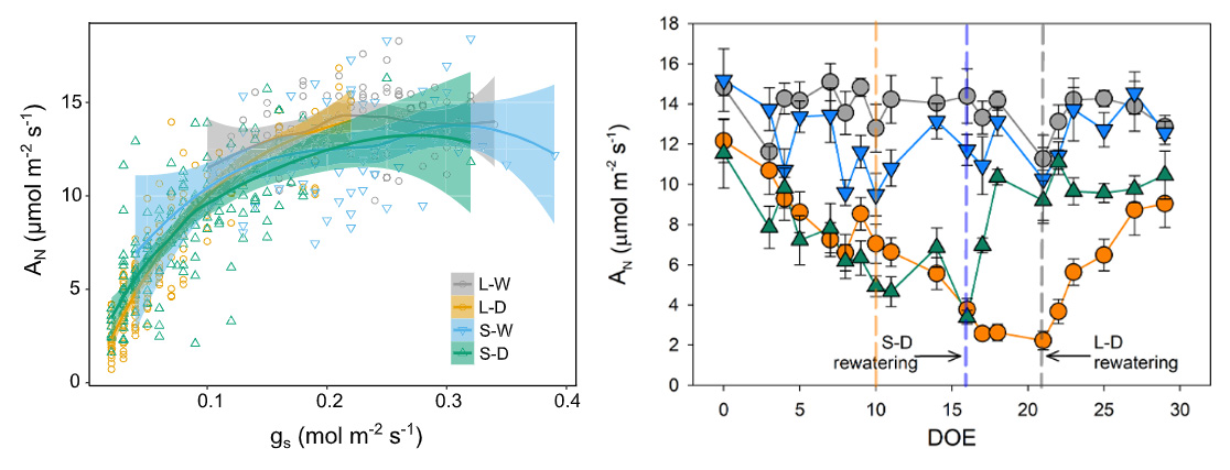 PPLplantarum's tweet photo. How do drought experiments in pots affect grapevine plants? Container volume affects drought experiments in grapevines: Insights on xylem anatomy and time of dehydration https://t.co/r3hFisLRFR @Herrera_JC_ @BOKUvienna #drought #droughtstress #plantscience #grapevine https://t.co/Uvb81q5q5c