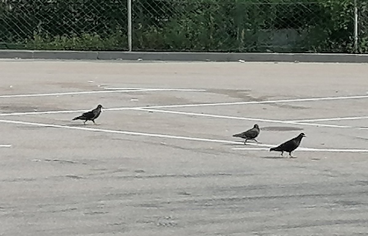MSrebre's tweet photo. Evo, #taubi poslal svoje vohune na Jesenice.. 🤣 https://t.co/0cXove0gxy