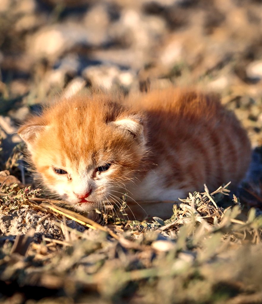 Abdurzaq_alsham's tweet photo. Even animals are not spared from the crimes of Putin's planes, as this little cat lost all its young siblings in the massacre caused by the bombing of Russian planes yesterday.
#Idlib_Syria https://t.co/W8vHvbKJ2f