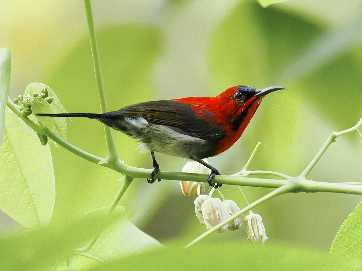 KoolKao's tweet photo. The Crimson Sunbird @ Dairy Farm Nature Park, SG

#birds #BirdTwitter #birdphotography #singaporebirding #TwitterNaturePhotography https://t.co/E4aPPMtuOq