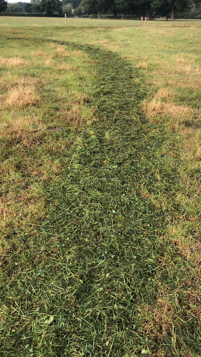 Zero grazed fresh grass today in the paddock 🧐