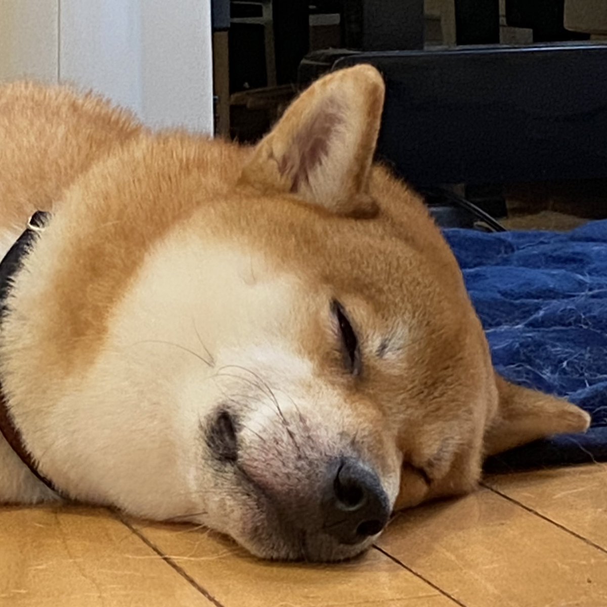 うちの子たちかわいいでしょ！！