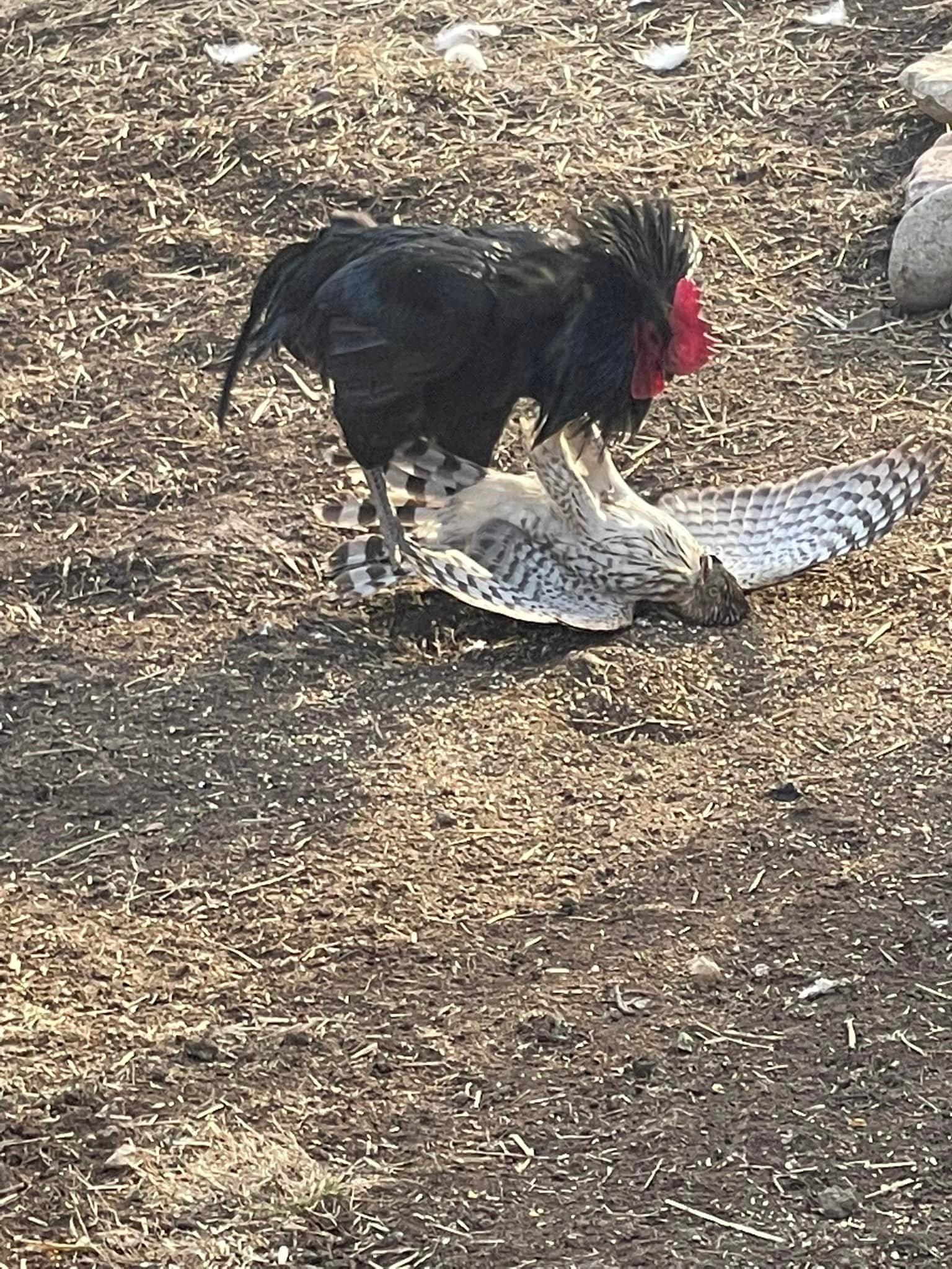 2S.Courageous Rooster Faces Off Against Majestic Eagle in an Unforgettable Showdown.2S