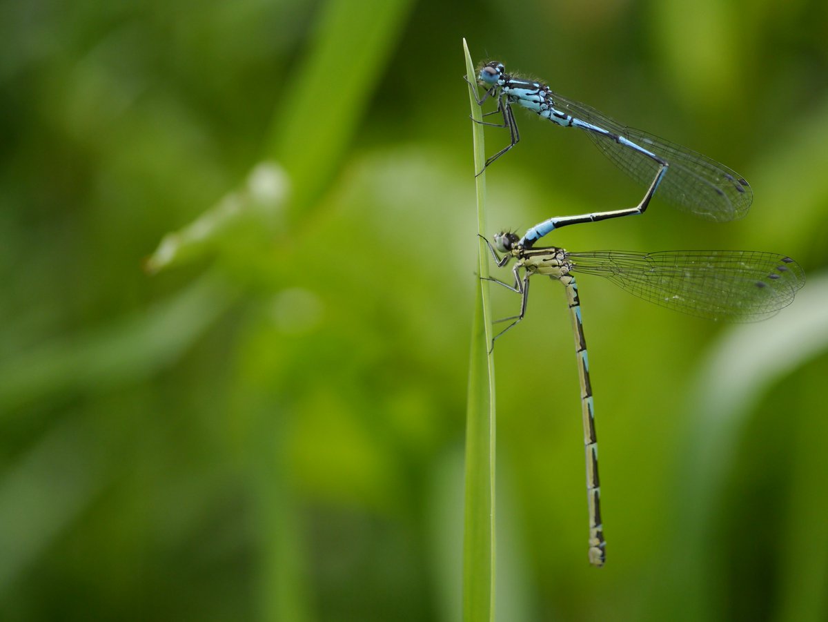 NewLifeOldWest's tweet photo. NEW DATES: #Dragonflies & #Damselflies for beginners!
Join writer and #wildlife guide, David Chandler, for a walk around #RSPB #OuseFen. Develop your identification skills and find out more about their fascinating lives. Everyone welcome!
Book today: https://t.co/repLGsvkKM https://t.co/20nfNLs0Xk