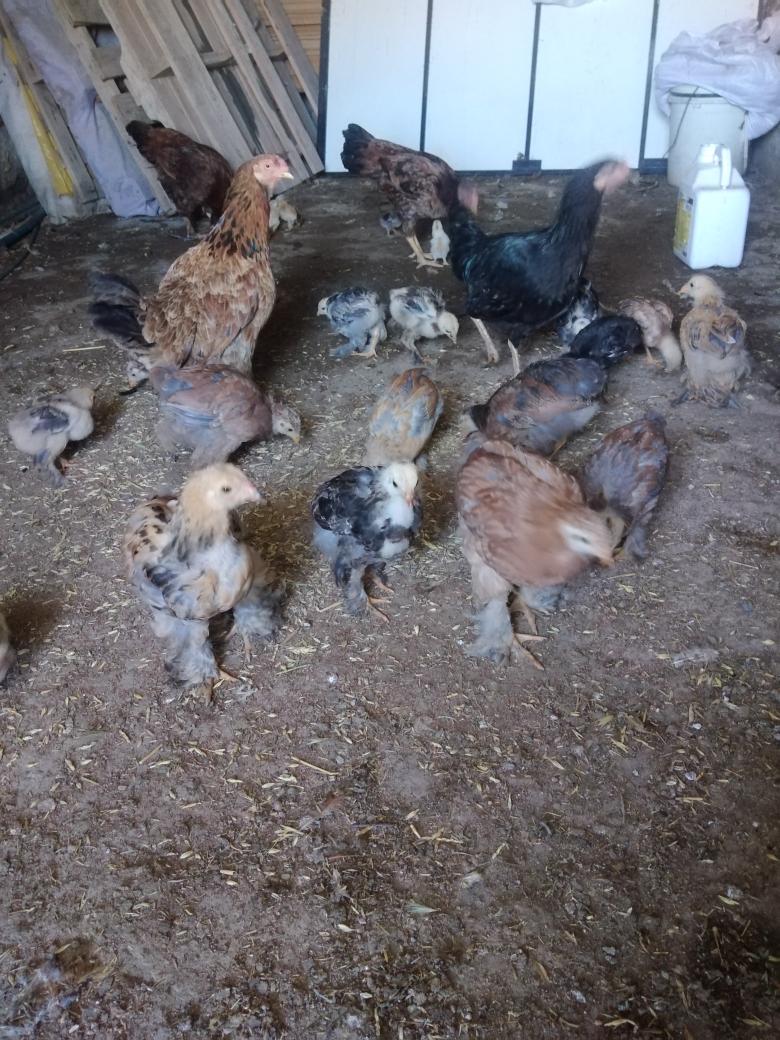 Haciali özdemir (@haciali_ozdemir) on Twitter photo 