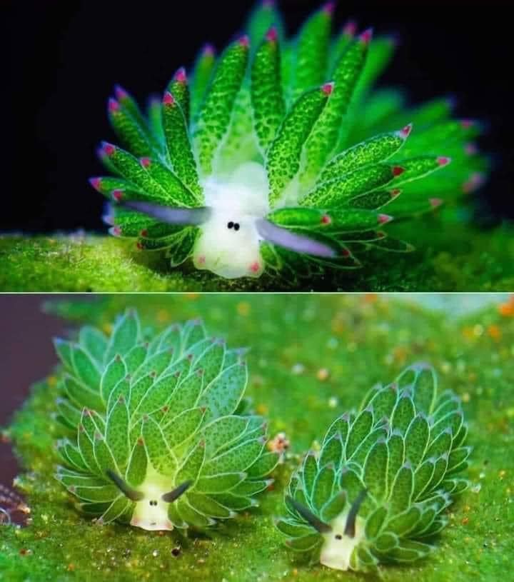 テングモウミウシ：顔は牛や羊のようだが、背中は観葉植物のような形をして光合成をすることができる動物。体長わずか5mmほどで、日本、インドネシア、フィリピンの浅い海域に生息しているという。