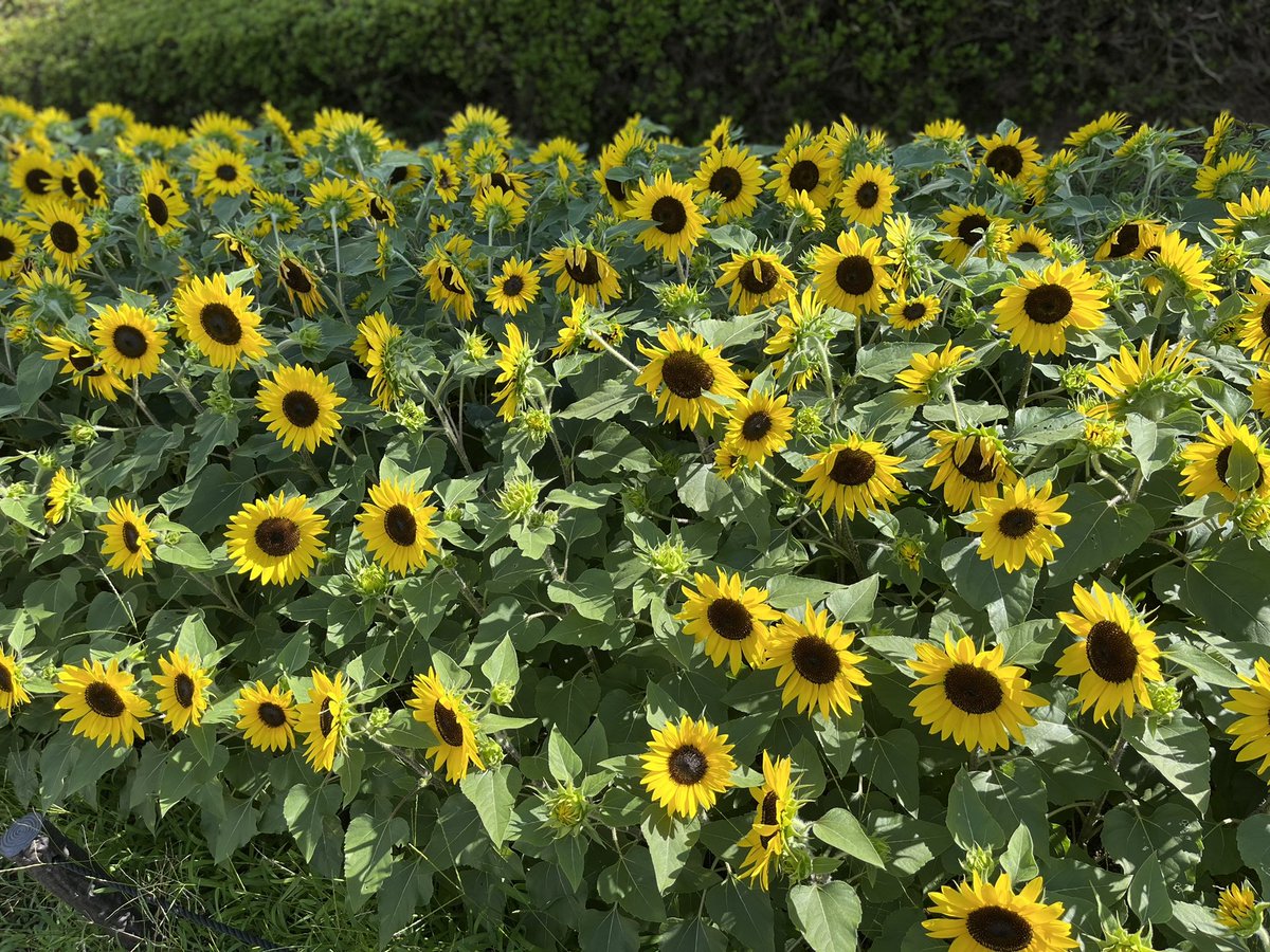 Tomasuyji's tweet photo. 長居植物園に行ってきた
向日葵🌻🌻が綺麗に咲いてた
自然史博物館の大地のハンター展にも行ってきた
#長居植物園 #大地のハンター展
#自然史博物館 #向日葵🌻 #ひまわり
#NagaiBotanicalGarden #EarthHunterExhibition
#MuseumofNaturalHistory #SunFlow #Sunflower https://t.co/Zn5E7iXSnZ