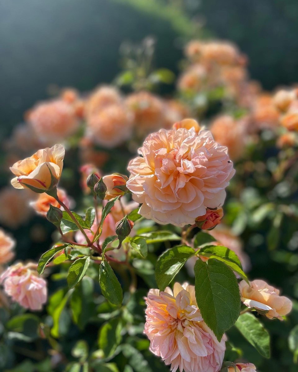 Tomorrow we are opening between 1-4.30pm in aid of the Norwich branch of the <a href="/NSPCC/">NSPCC</a> There will be refreshments and plants for sale.

We hope to see you there!