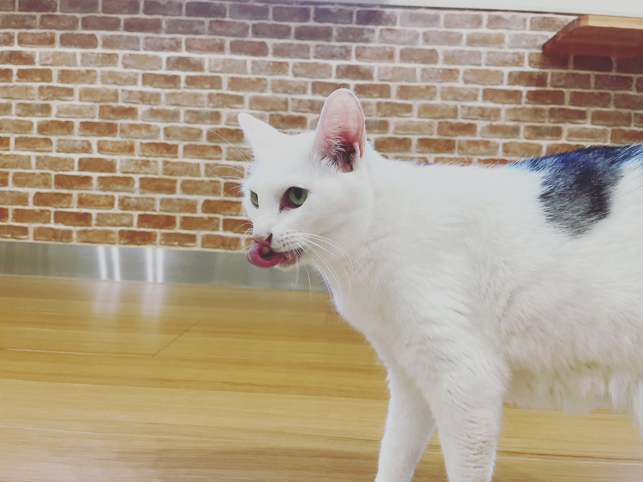 猫カフェ紅葉 大阪 泉南市 Nekocafemomiji Twitter