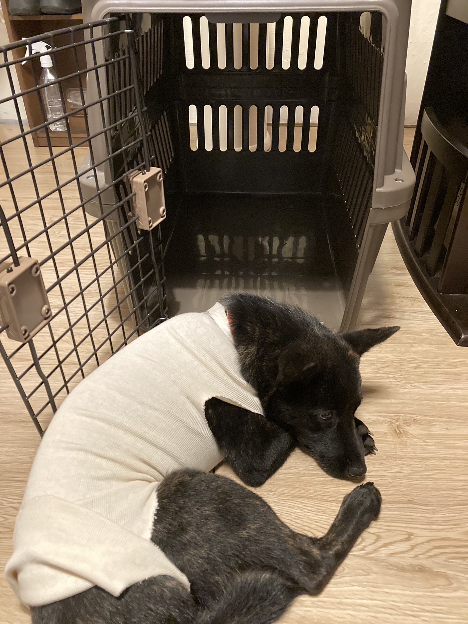 Twitter এ 蓮の花 クレートに入ってもらう練習中ですが入りたくない子 部屋でおしっこもうんちもしないので 庭 をトイレにしました うんちは拾うけど おしっこは匂い消しに重曹まいたらいいんかな 甲斐犬 甲斐主 6ヶ月パピー T Co R1ukowd0bi