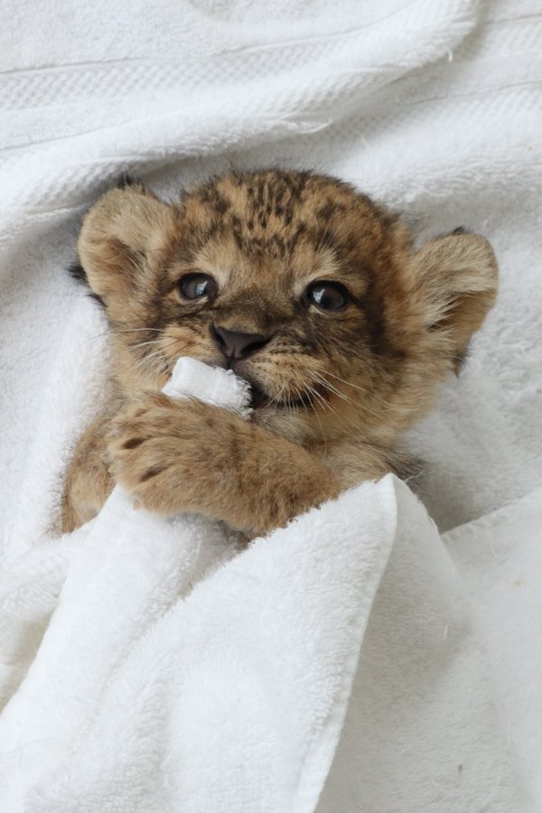 赤ちゃんライオンがあざとかわいいことを自覚してる うるうるおめめ タオルを抱きしめる姿が破壊力抜群の愛らしさ ねとらぼ
