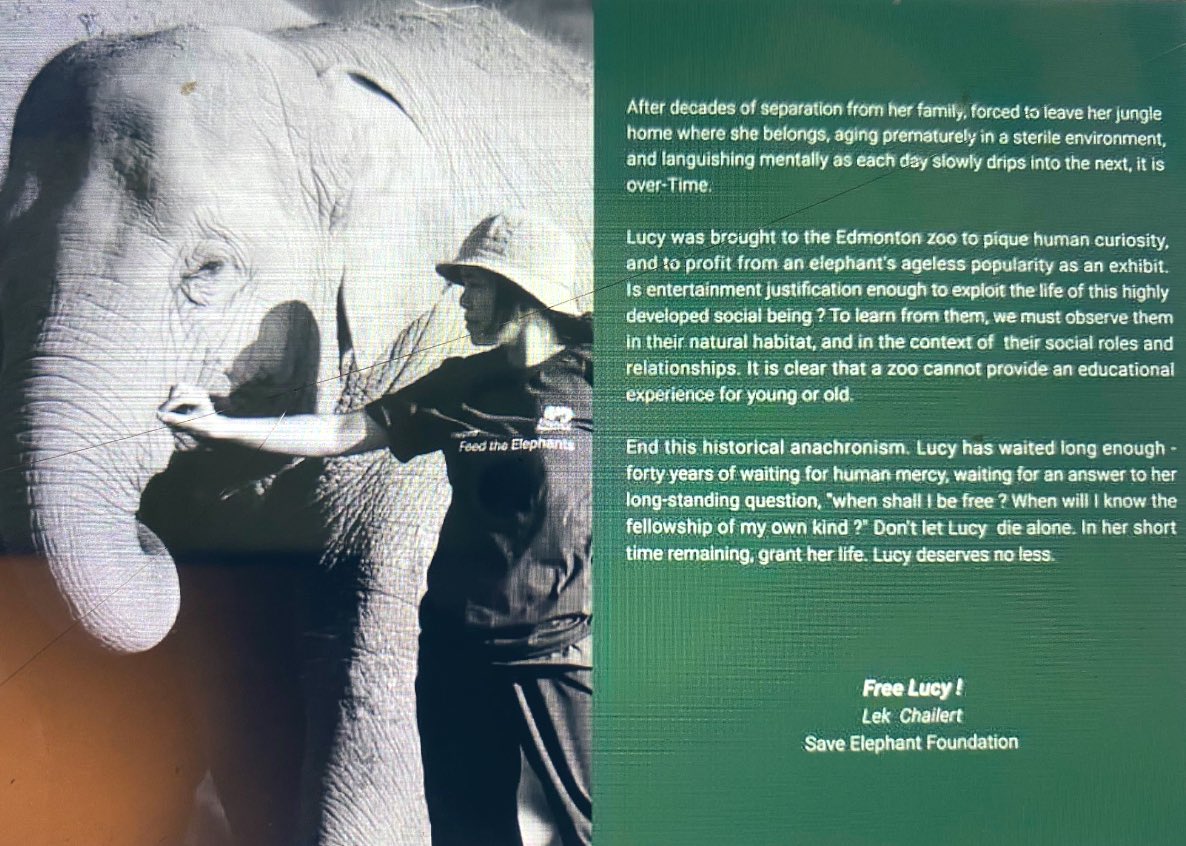 LEAPyeg's tweet photo. Lucy’s #SaturdayHero
Lek Chailert has spoken in support of Lucy many times.
#EdmontonValleyZoo @AmarjeetSohiYEG @gdewar @CityofEdmonton time to listen to the people who do for 🐘🐘🐘 not the people who don’t !
EVZoo 🛑 hiding the truth your fear of loosing $ is killing #Lucy. https://t.co/ZdBEuVkeTf